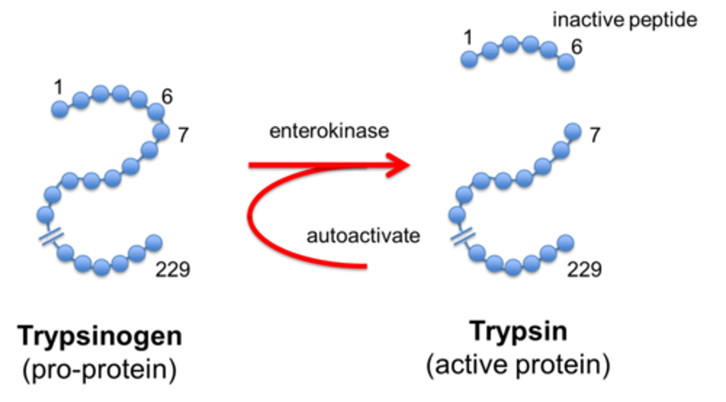 <p>Released inactive, activated by enterokinase</p>