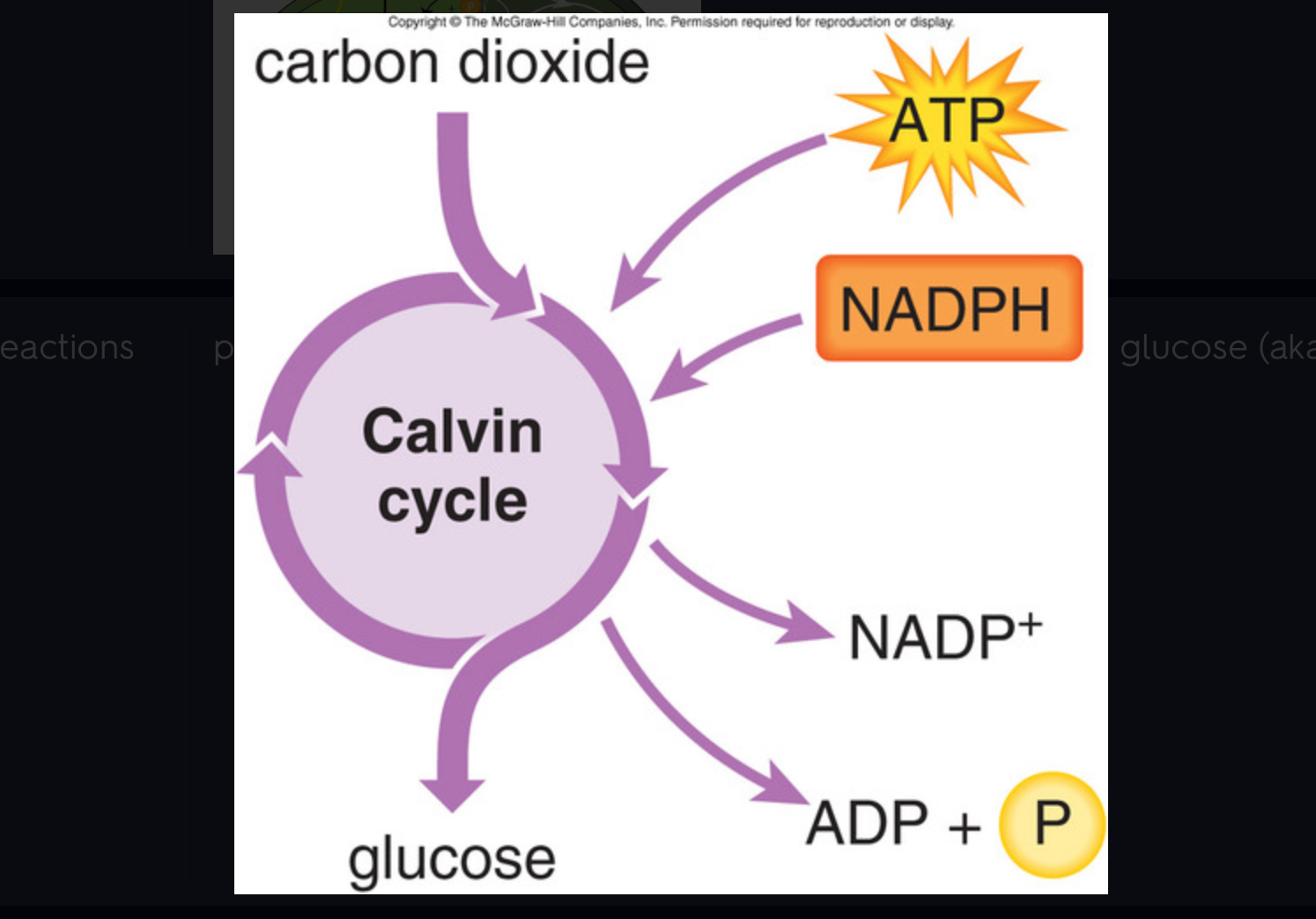 <p>part of photosynthesis that uses ATP &amp; NADPH to make glucose (aka Calvin Cycle)</p>