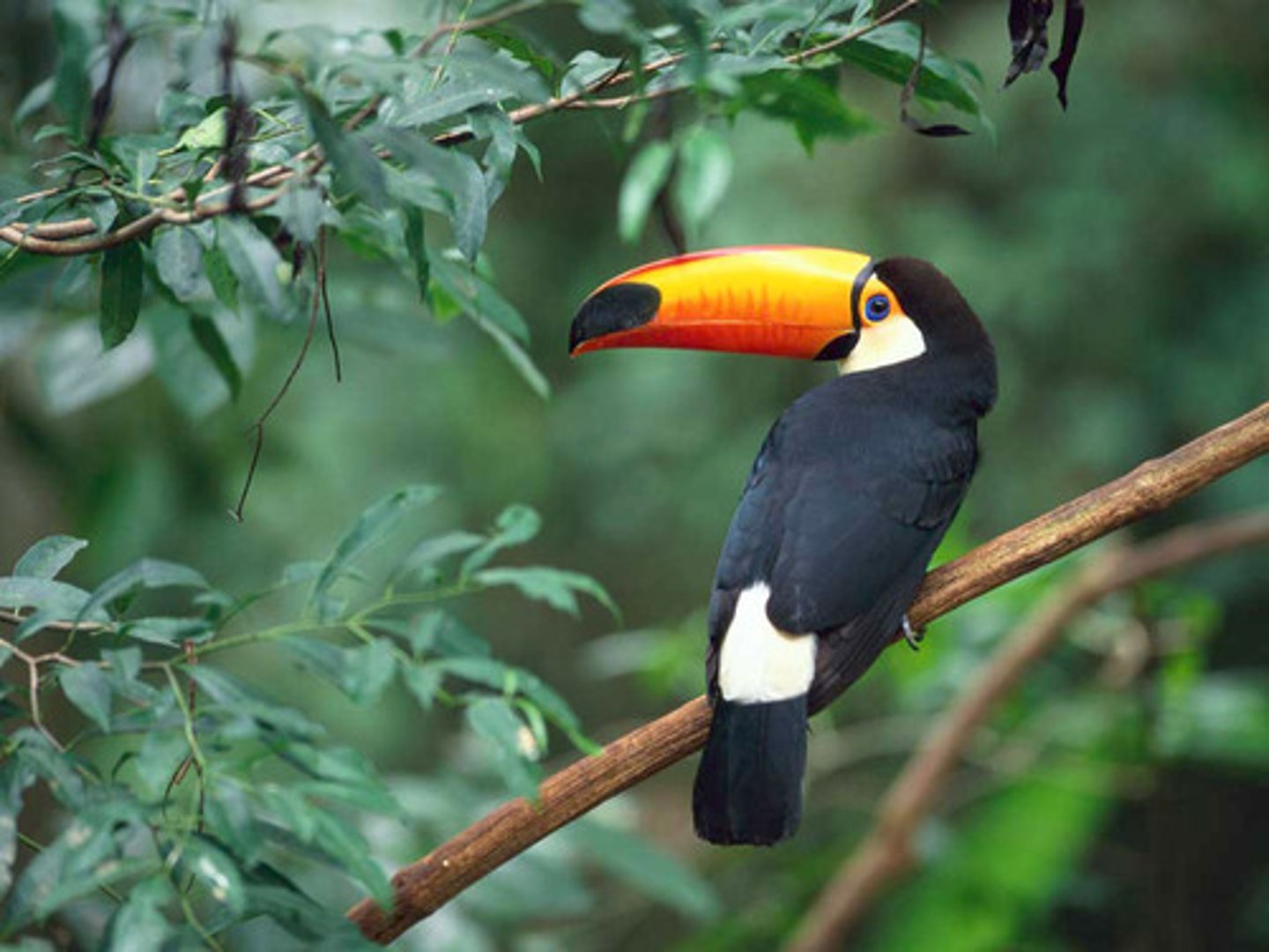 <p>Piciformes Ramphastidae</p>