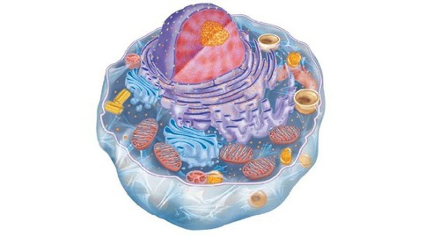 <p>- have a nucleus</p><p>- have membrane-bound organelles</p><p>- unicellular or multicellular</p>