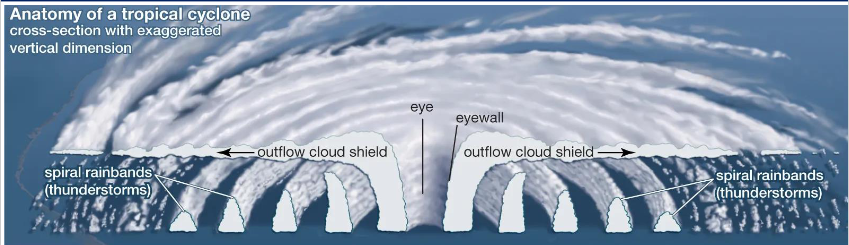 <ul><li><p><span style="font-family: &quot;Times New Roman&quot;, serif">eye in centre</span></p></li><li><p><span style="font-family: &quot;Times New Roman&quot;, serif">eyewall with outflow cloud shield</span></p></li><li><p><span style="font-family: &quot;Times New Roman&quot;, serif">spiralling winds between spiral rainbands</span></p></li><li><p><span style="font-family: &quot;Times New Roman&quot;, serif">dry air sinks in centre, winds flow inward and spiral upward</span></p></li></ul><p></p>