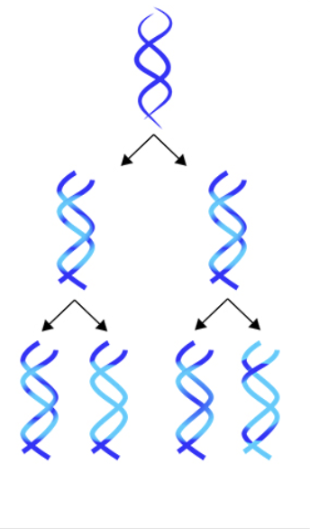<p>DNA replication model by which a new strand is made up of fragments from the old strand as well as newly synthesized fragments</p>