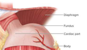 <p>Fundic region (fundus)</p>