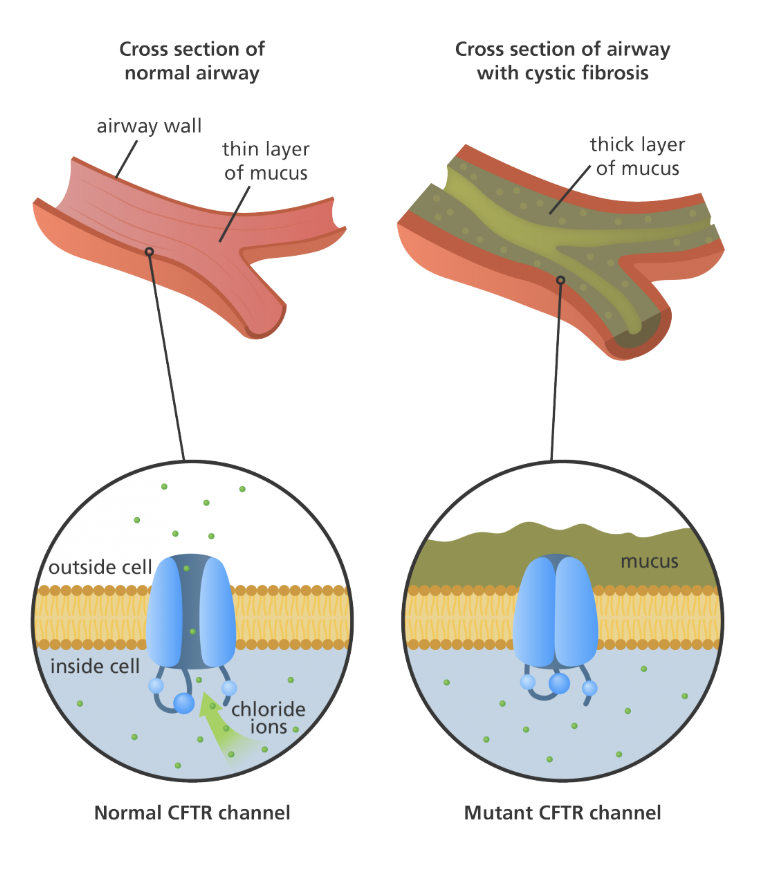 <ul><li><p><span style="background-color: transparent; font-family: "Proxima Nova", sans-serif;"><span>Positive - lactose tolerance in humans; antibiotic resistance in bacteria</span></span></p></li><li><p><span style="background-color: transparent; font-family: "Proxima Nova", sans-serif;"><span>Negative - cystic fibrosis</span></span></p></li><li><p><span style="background-color: transparent; font-family: "Proxima Nova", sans-serif;"><span>Neutral - eye color</span></span></p></li></ul><p></p>