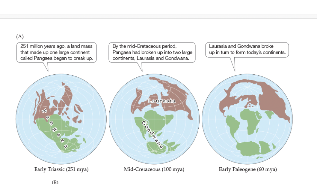 <p></p><p>Figure 18.11- The Positions of Continents and Oceans Have Changed over Geologic Time</p><p>Mid- Cretaceous Period (100 mya)</p>