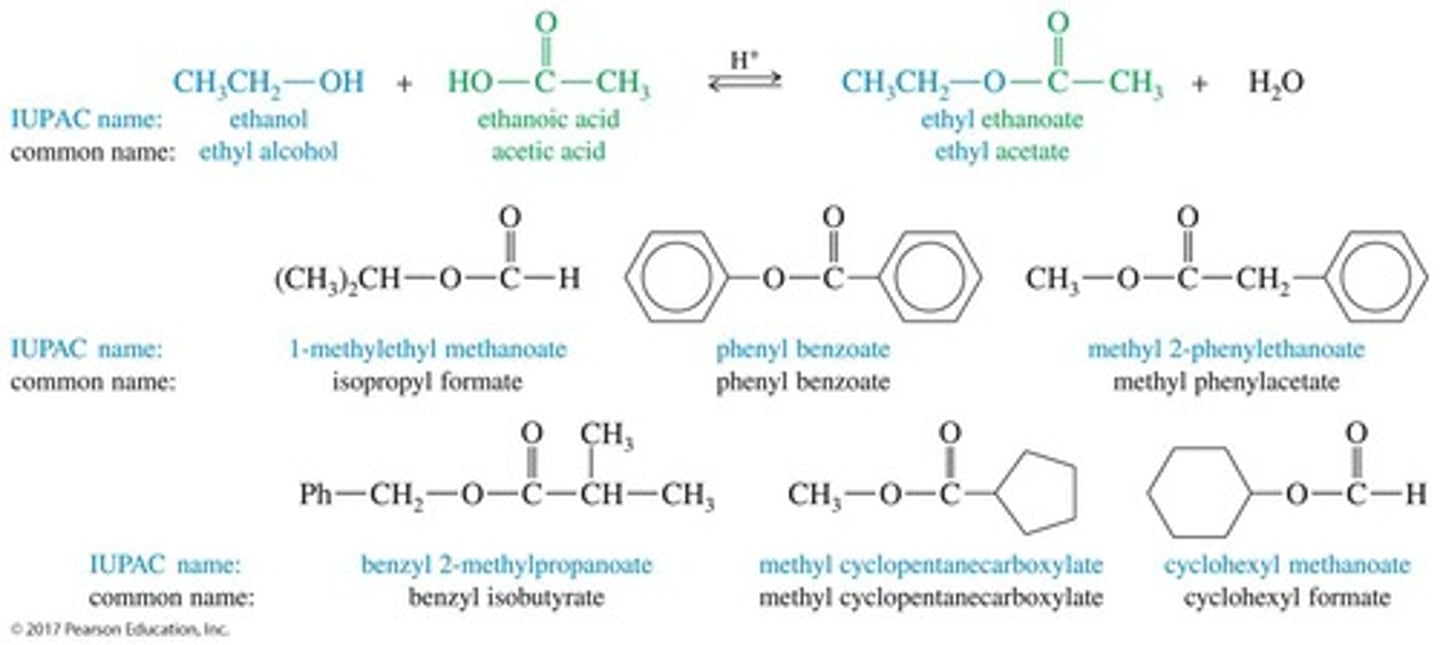 <p>Esters are carboxylic acid derivatives where the hydroxy group (—OH) is replaced by an alkoxy group (—OR).</p>