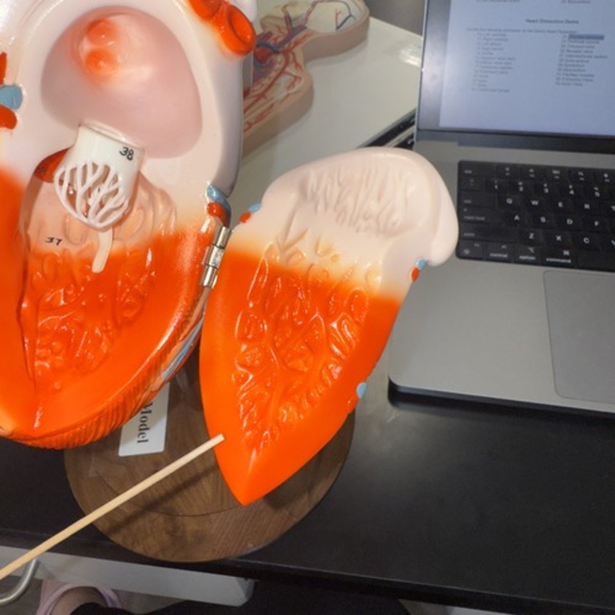 <p>Identify the layer of tissue.</p>