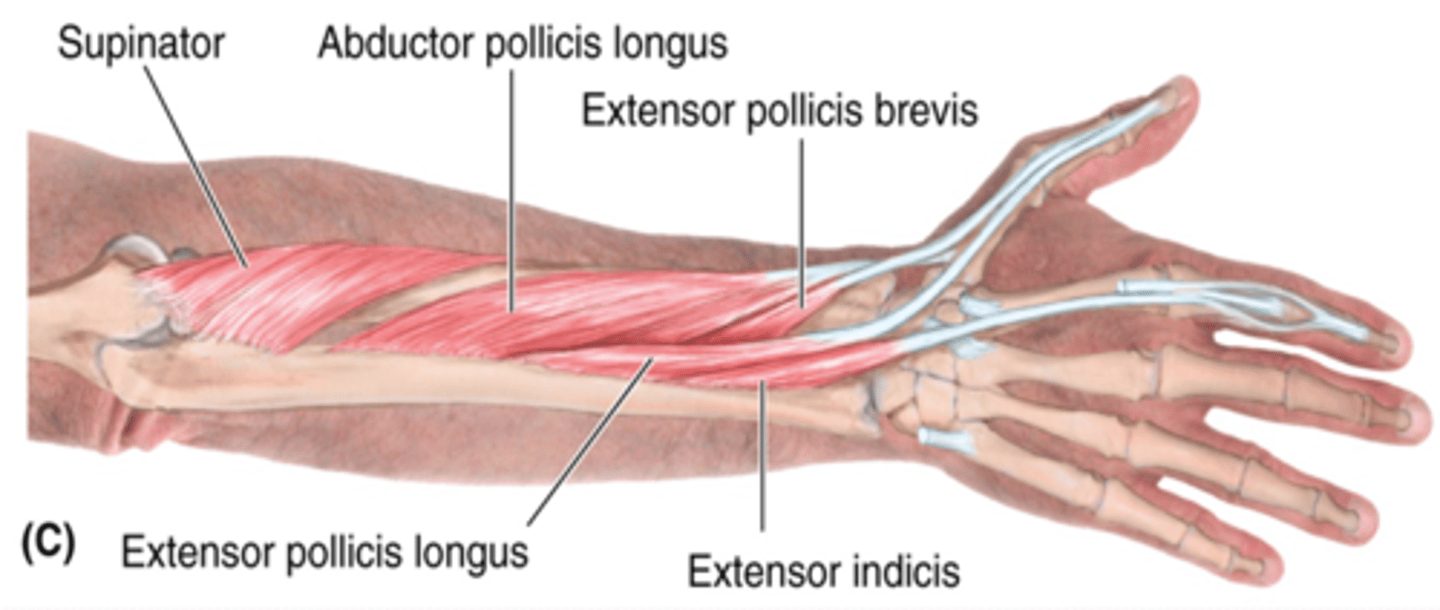 <p>-Extends 1st digit (thumb)</p><p>-Radial n. (C5 - T1)</p><p>-Distal to APL and lateral to EPL</p>