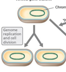 <p>parent to offspring</p>