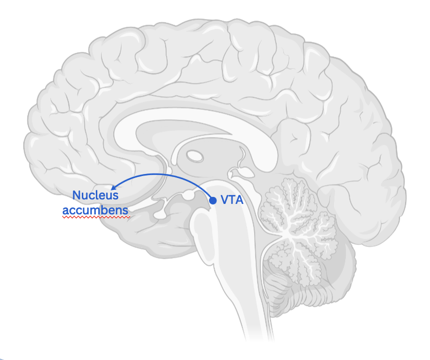 <p>Dopamine is produced in the <strong>Vental Tegmental Area</strong> (VTA).</p><p></p><p>Mesolimbic pathway—<strong>transports</strong> <u><strong>dopamine</strong></u> <strong>from the VTA to the</strong> <mark data-color="red"><strong>nucleus accumbens and</strong> <u><strong>amygdala</strong></u>.</mark> The nucleus accumbens is found in the ventral medial portion of the striatum and is believed to play a <strong>role in reward, desire, and motivation</strong></p><p></p><p>The mesolimbic dopaminergic (ML-DA) system has been recognized for its central role in <strong>motivated behaviors, various types of reward, and, more recently, in cognitive processes</strong>.</p><p></p><p>Too much dopamine in in mesolimbic pathway = positive symptoms</p>