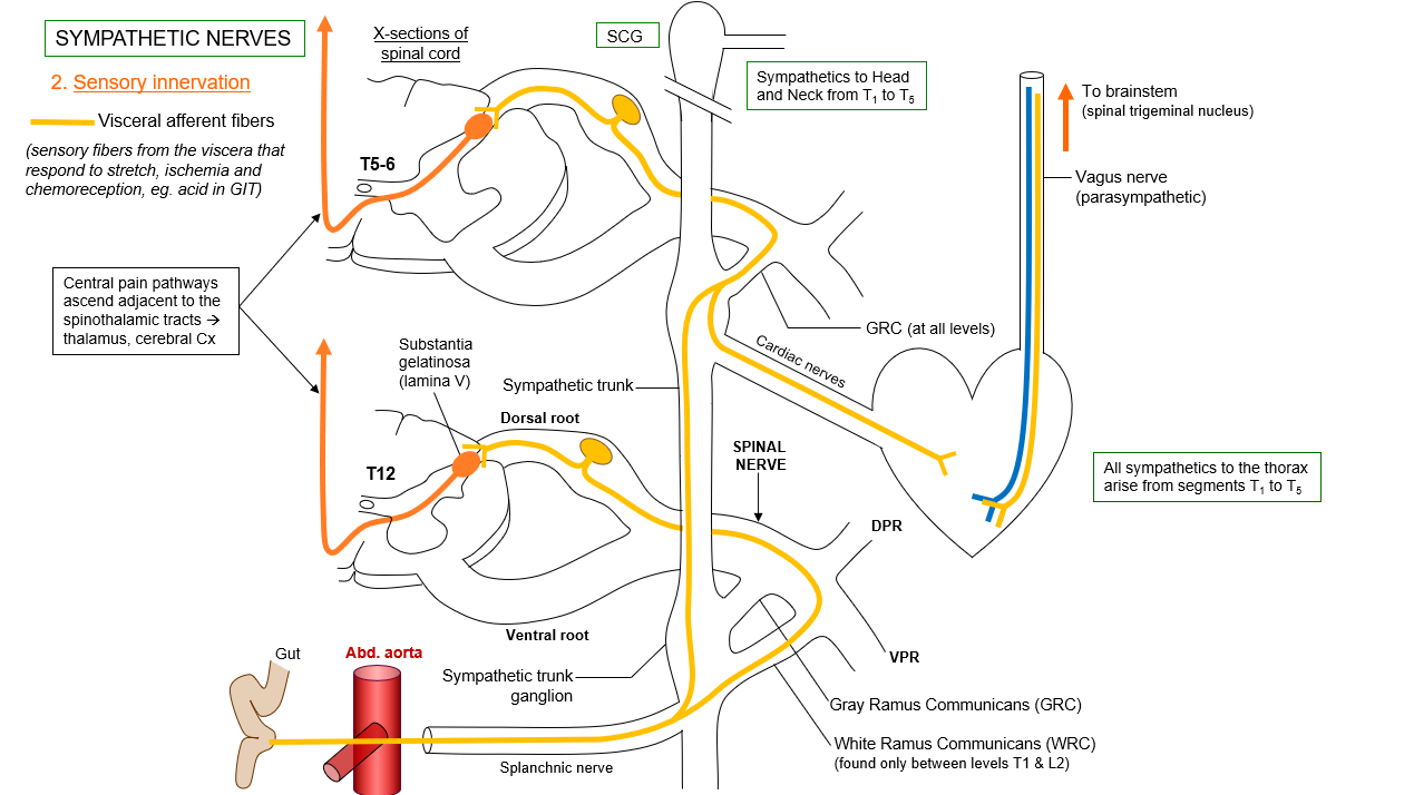<p>what pathways does sensory innervation from the gut take to the brain?</p>