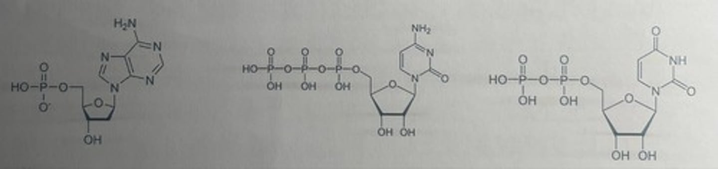 <p>first two steps of the pyrimidine biosynthesis</p>
