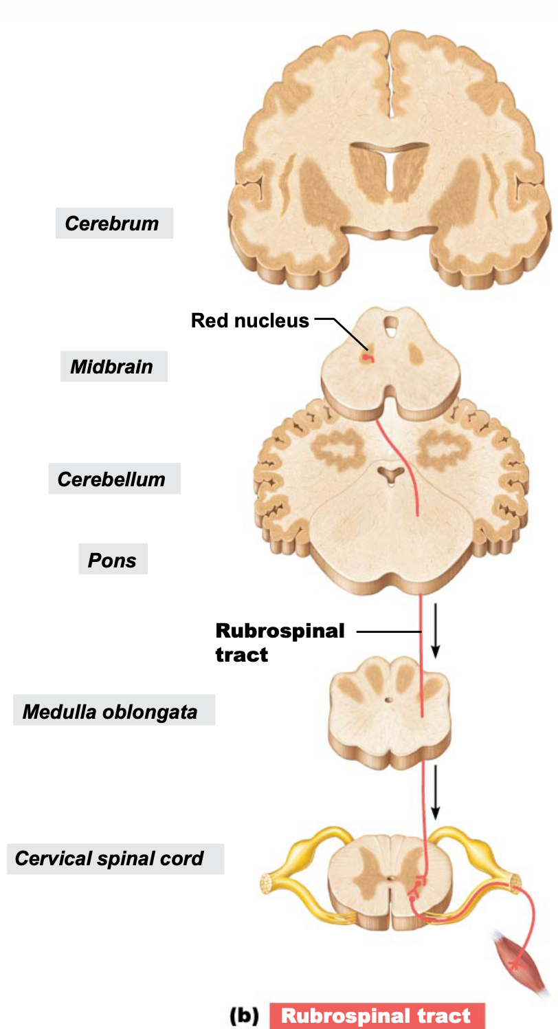 rubrospinal tract