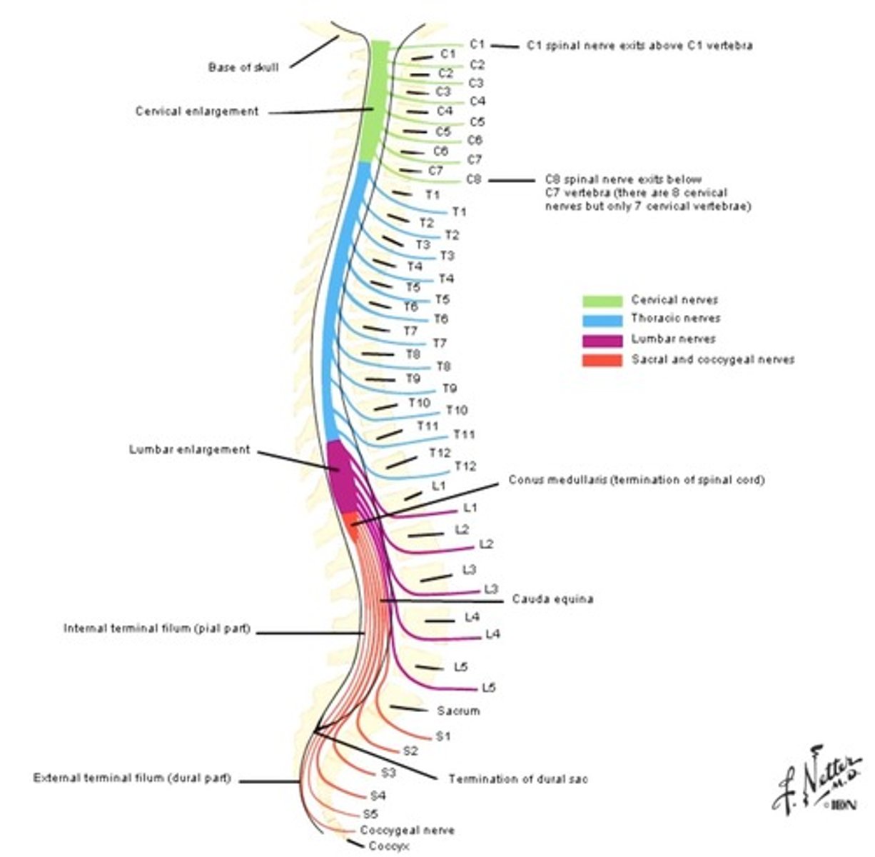 <p>Dura mater, Arachnoid mater, Pia mater</p>