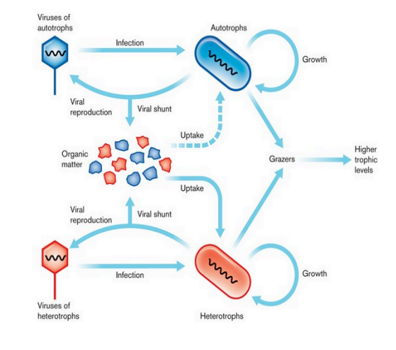 <p>viral infection of hosts convert them to detritus, rich in organic &amp; inorganic molecules.</p><ul><li><p>marine ecosystems</p></li></ul><p></p>