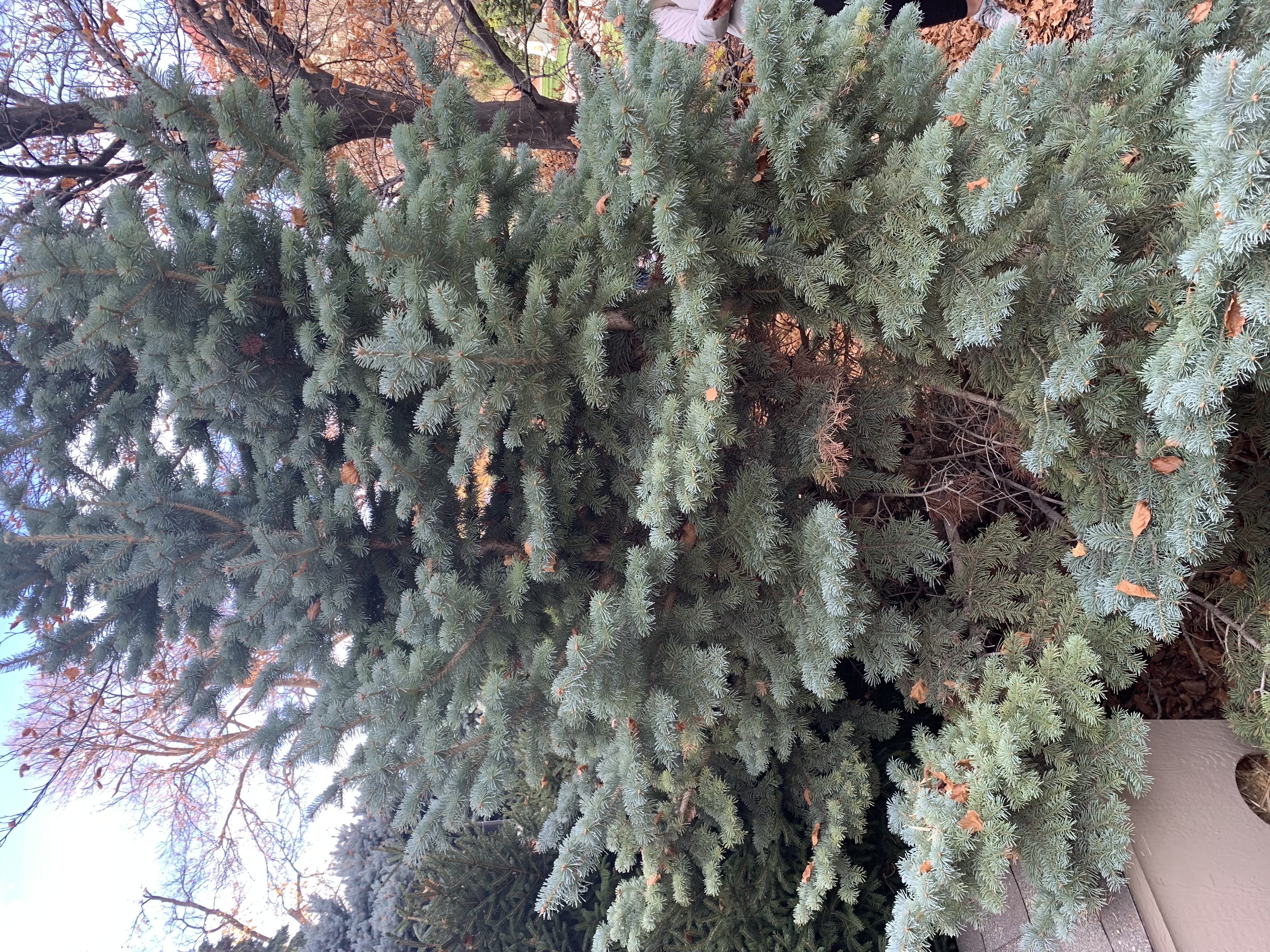 <p>zone 2</p><p>8’x7’</p><p>soft needles w/ rounded tips, very blue, shrubby form</p><p>specimen for color, rock gardens</p>