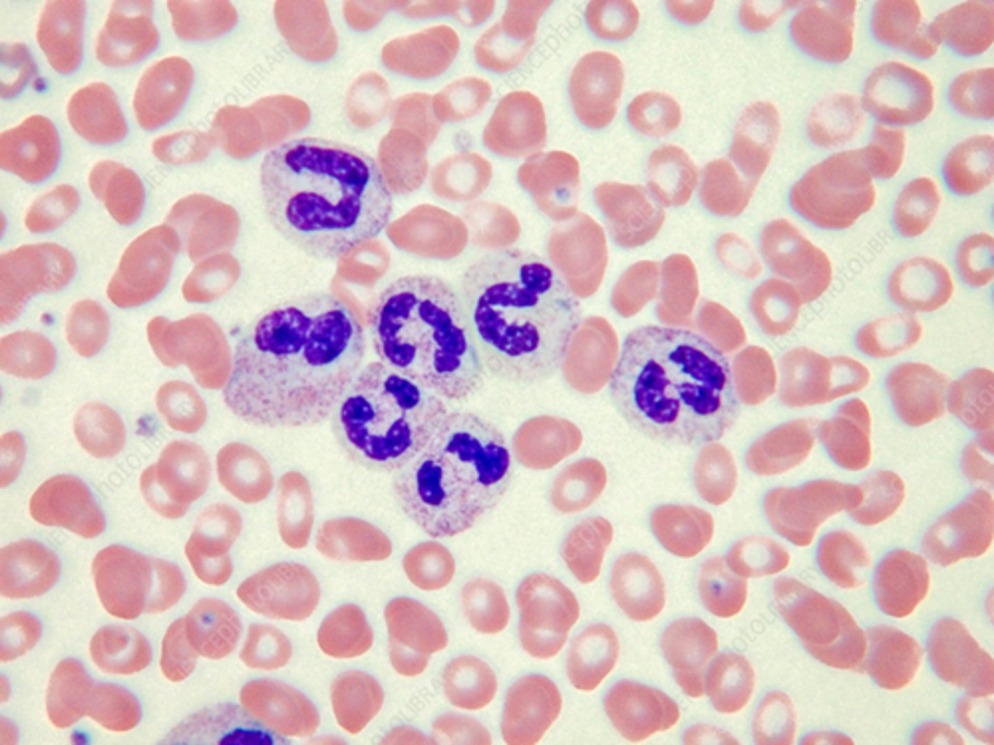 <p>contains secondary (specific) neutrophilic granules, which are lilac in color.</p>