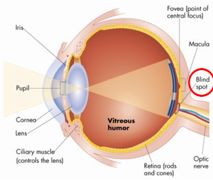 <p>the point at which the optic nerve leaves the eye, creating a &quot;blind&quot; spot because no receptor cells are located there</p>