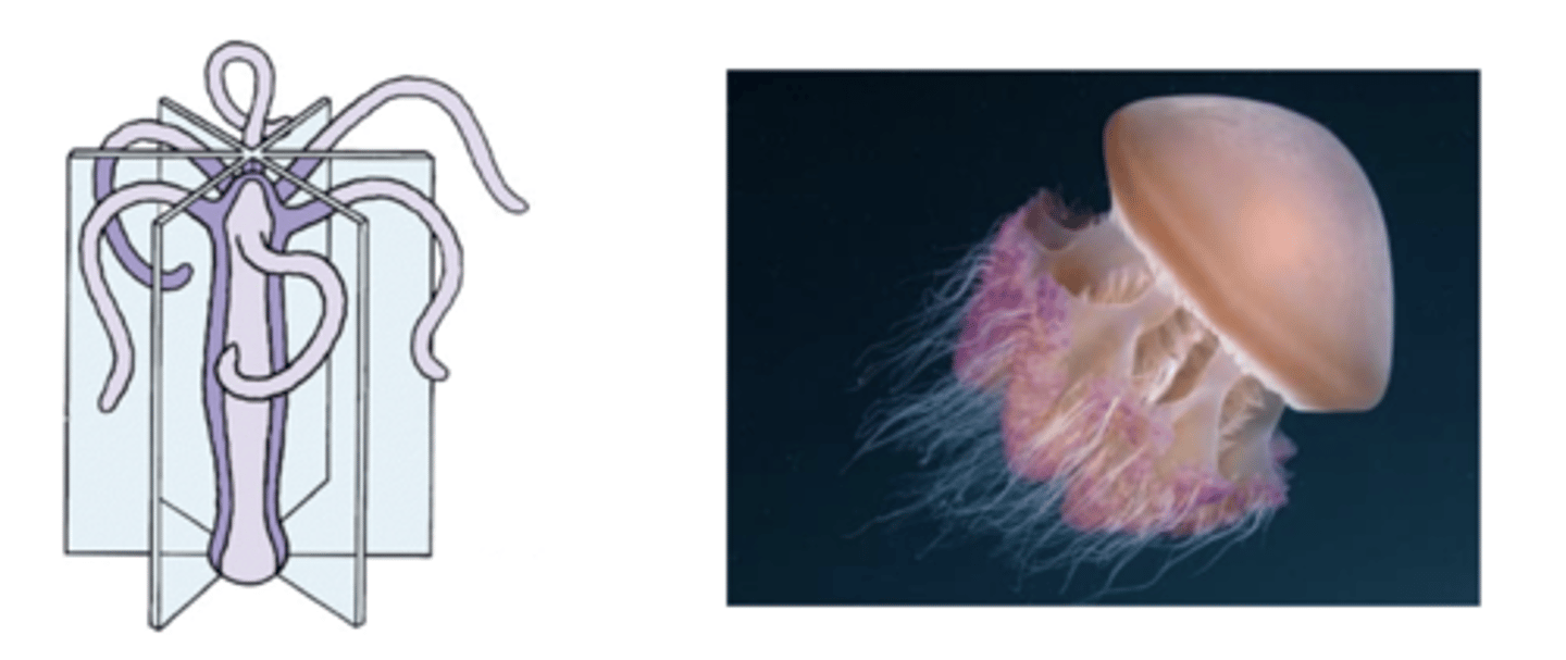 <p>cnidaria</p>