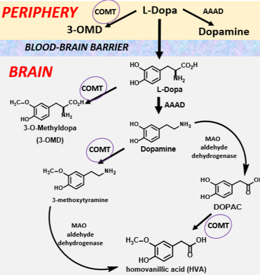 <p>COMT can degrade LDOPA to different intermediates before it turns into dopamine</p>