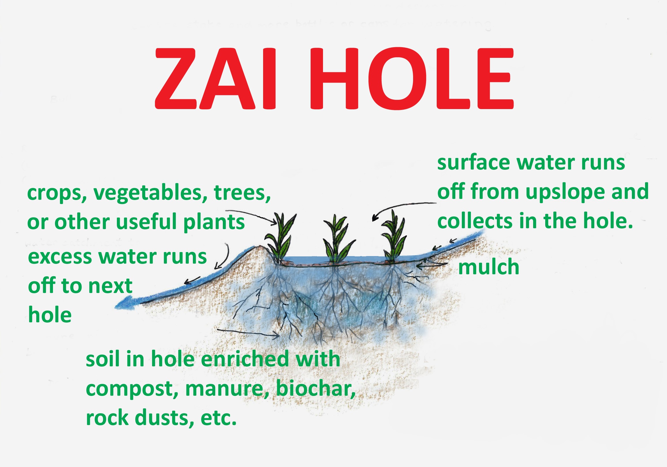 <ul><li><p>To reclaim degraded, rock-hard farmland that water couldn’t penetrate, farmers dig a <strong>grid of planting pits</strong>, then <strong>added organic matter</strong>, such as manure, to bottom of basins</p></li><li><p>Planting pits improve soil fertility + agricultural productivity in several ways: * </p><ul><li><p>Concentrate <strong>nutrients + water</strong> precisely where they’re needed for plant growth</p></li><li><p>Soil + organic matter such as leaves blown by wind gather in pits</p></li><li><p>Insects are attracted to organic matter, digging channels that enhance soil structure + improve water filtration &amp; retention</p></li><li><p>Insects help break down organic matter, making nutrients more easily available to roots</p></li><li><p>Pits <strong>retain water for long periods</strong>, allowing crops to survive during dry spells</p></li><li><p>Farmers can <strong>dig pits during dry season</strong>, don’t have to wait until rain comes to prepare land for planting</p></li></ul></li></ul>