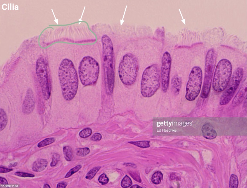 <p>What are the locations of Ciliated Simple Columnar Epithelium? </p>