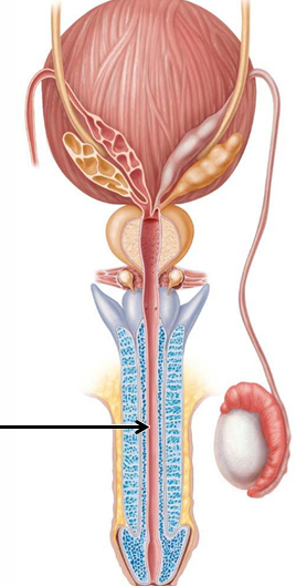 <p>Through corpus spongiosum of penis</p>