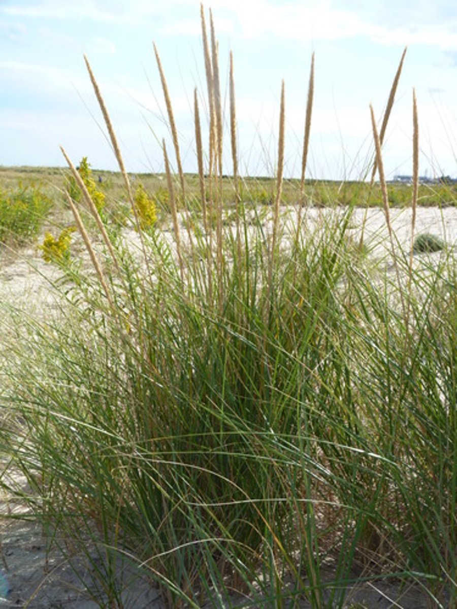 <p>Long narrow leaves forming dense tufts; stabilizes dunes; Sandy Hook.</p>
