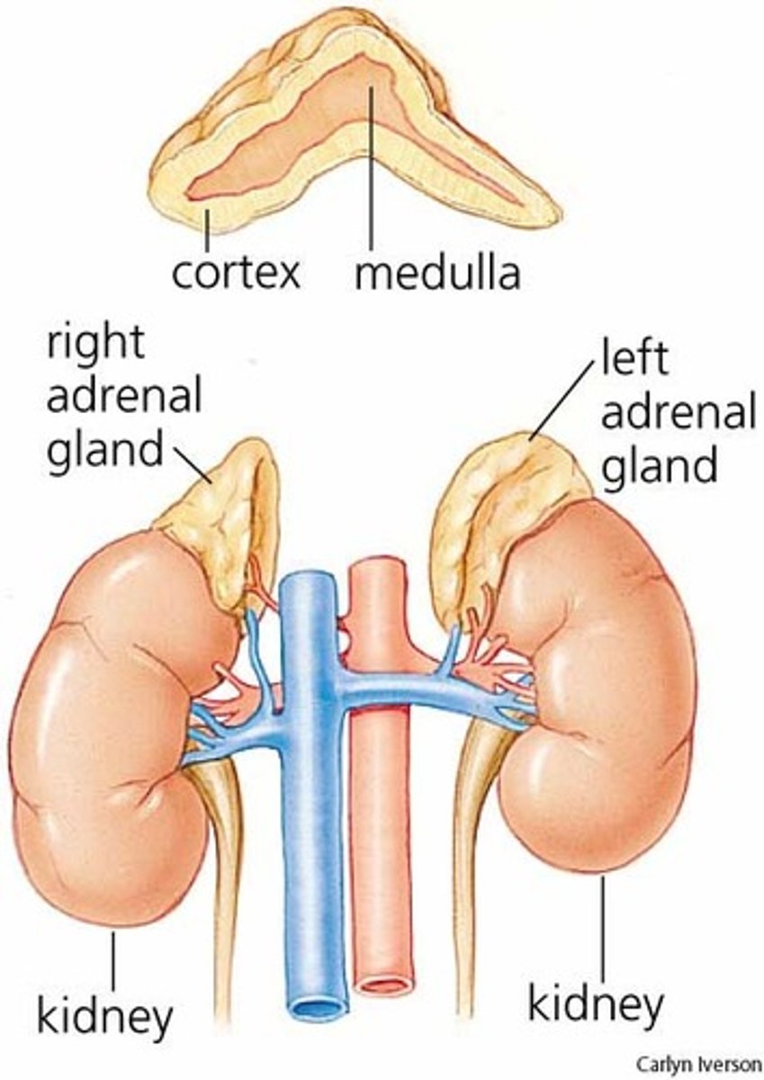 <p>paired, pyramid shaped organs on top of kidneys</p><p>-aka suprarenal glands</p><p>-2 glands in one</p>