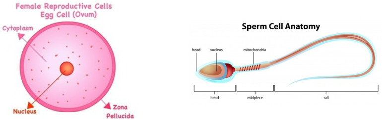 <ul><li><p>Zona Pellucida egg membrane provides protection</p></li><li><p>Only head of<br>sperm penetrates membrane to form zygote.</p></li></ul><p></p>