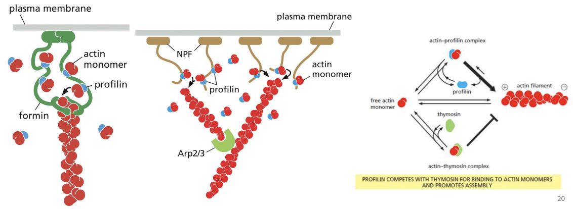 <p>protein that binds to actin monomers opposite the ATP binding cleft, blocking the side that interacts with the (-) end of a filament (leaves only (+) end binding site free). Profilin falls off when the actin subunit binds to an actin filament.</p>