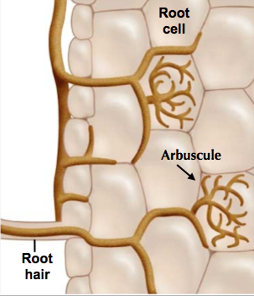 <p>-90% of plants have mycorrhizae fungi with roots.</p><p>-plant gives fungi carbohydrates</p><p>-fungi increase h2o and mineral absorption</p>