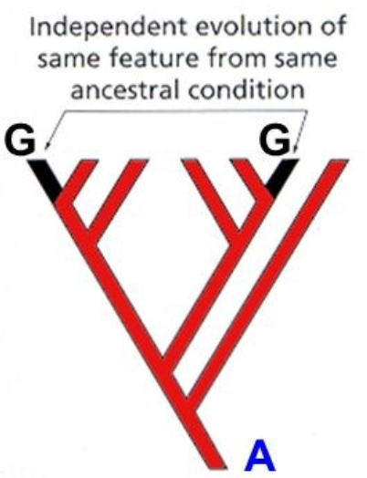 A type of homoplasy. If the similarity is the result of independent parallel evolution from a more or less similar initial state. (Ex: Four chambered-heart in birds and mammals)