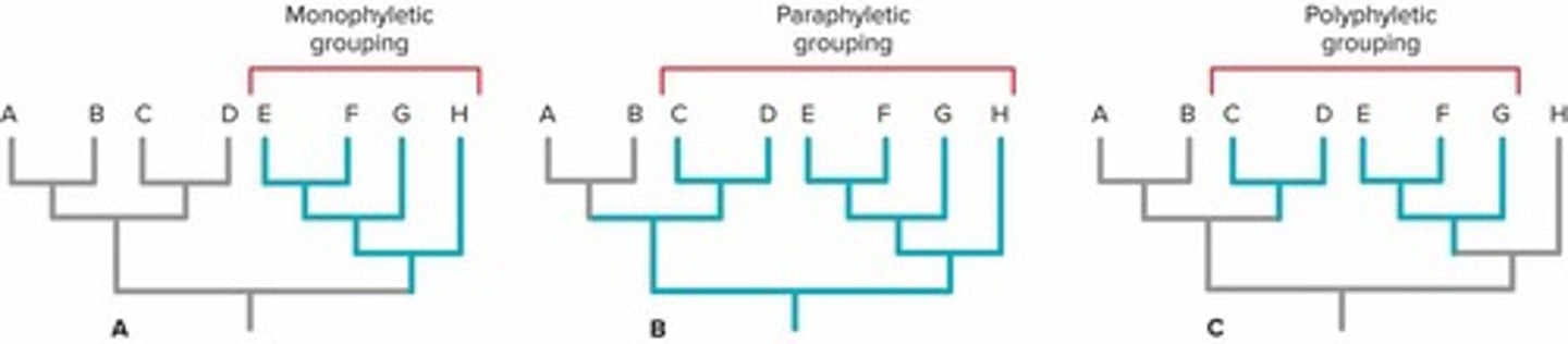 <p>Monophyletic, paraphyletic, and polyphyletic groups.</p>