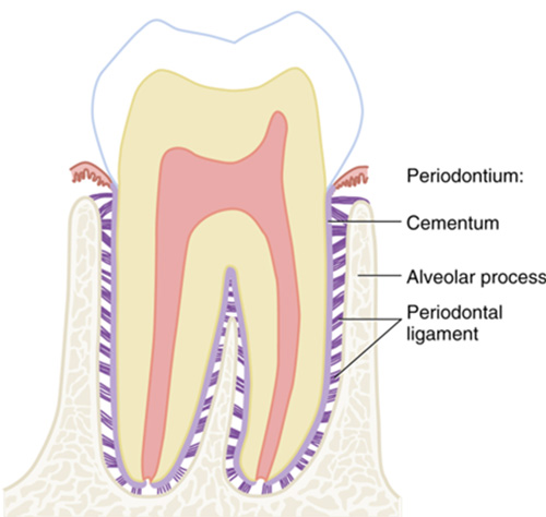 <p><span>The dental arch or tooth bearing part of each jaw that contains alveoli.</span></p>