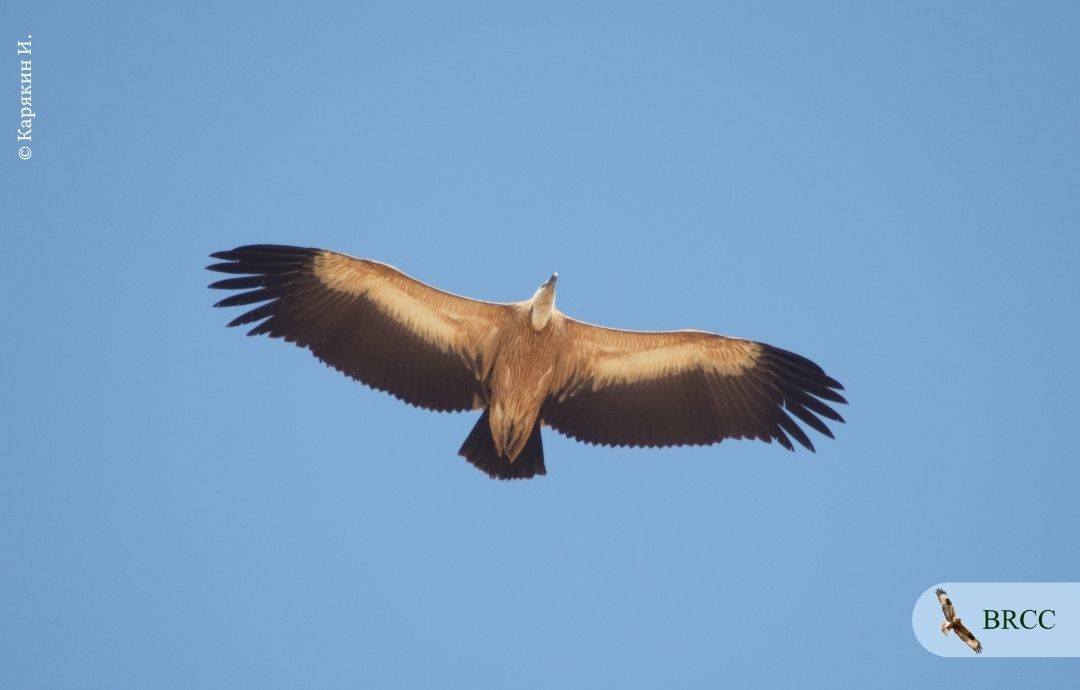 <p>Eurasian Griffon</p>