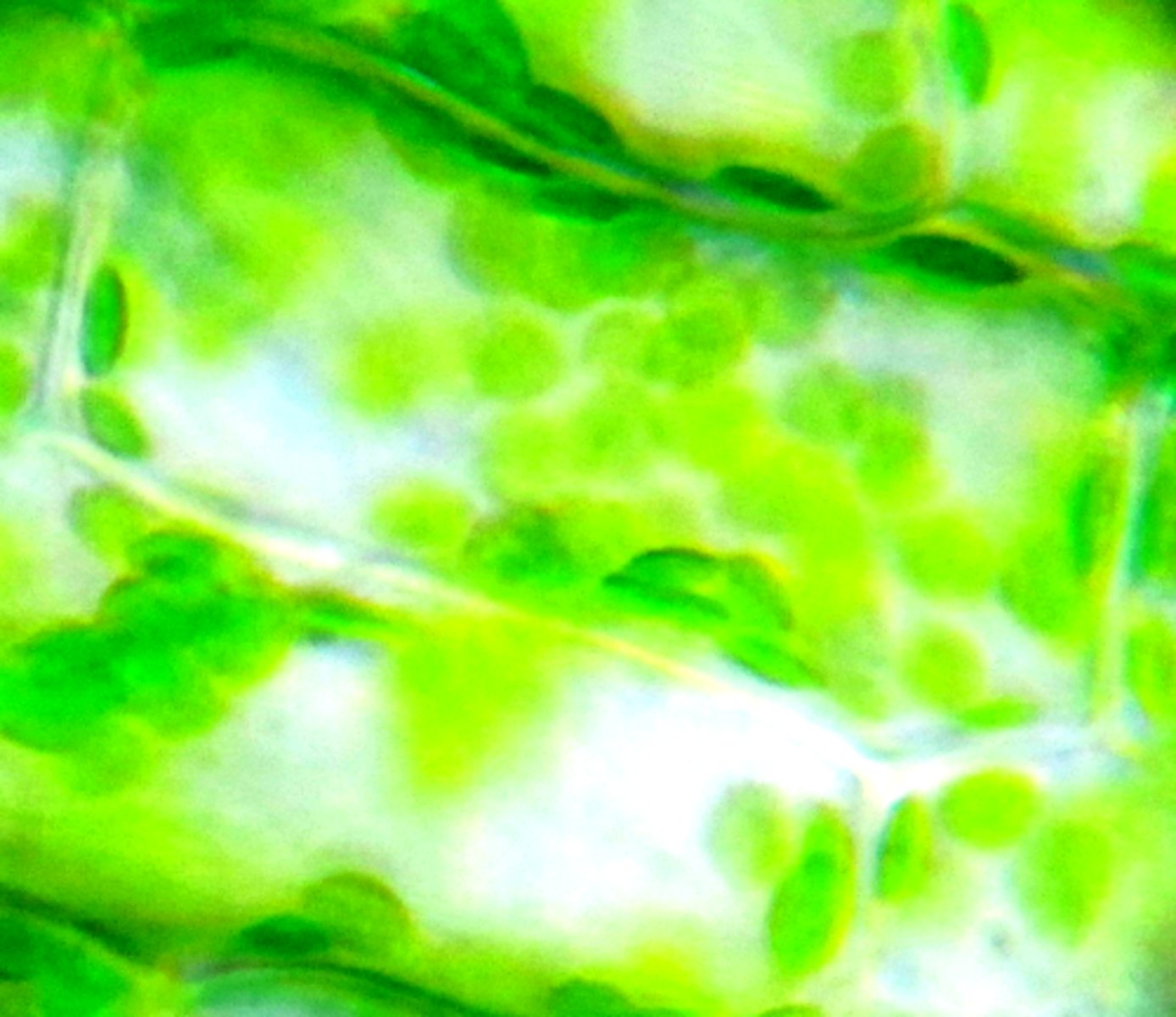 <p>Photosynthesis!</p>