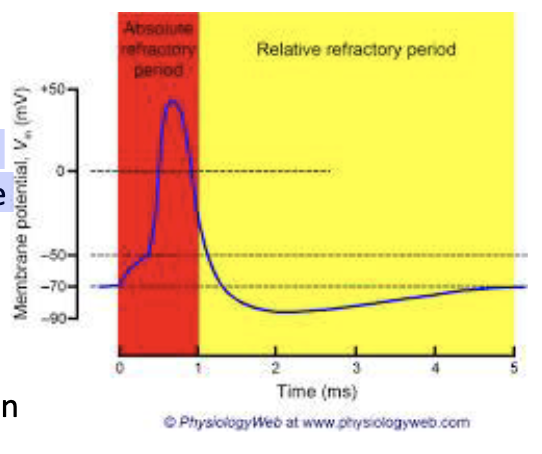 <p>the time during which it is impossible to generate a second action potential</p>