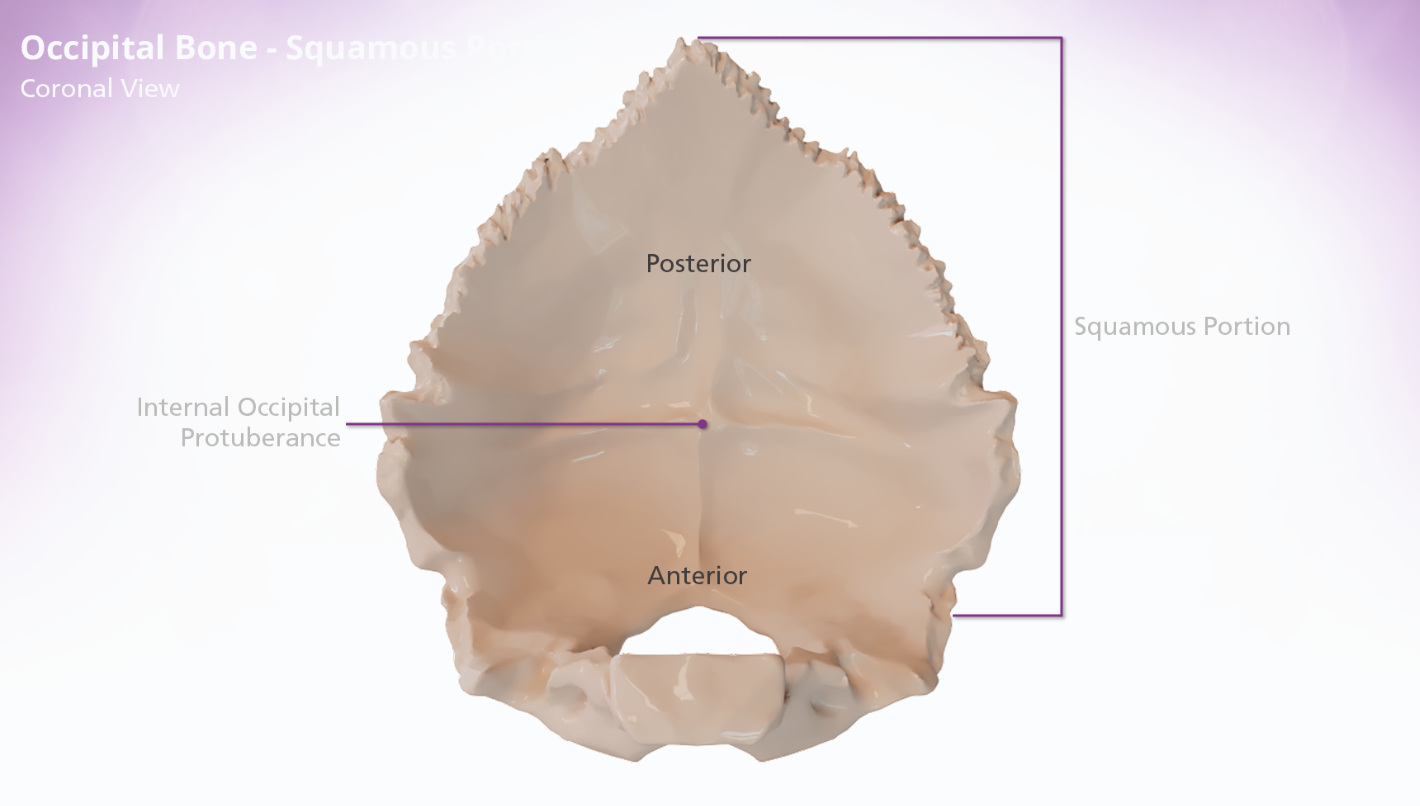 <p>The squamous portion of the occipital bone is located posterior to the foramen magnum. The internal surface of the squamous portion of the occipital bone is concave and divided into 4 fossae. The posterior 2 fossae accommodate the cerebrum and the anterior hold the cerebellum. The fossae are divided by the cruciform eminence, which forms a cross. The junction of the 4 arms of the cruciform eminence form the internal occipital protuberance.</p>