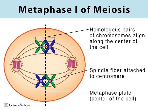 <ol><li><p>bivalents arrange themselves at centre of cell</p></li><li><p>the maternal and paternal chromosomes are arranged randomly allowing new genetic combinations (random arrangement)</p></li></ol><p></p>