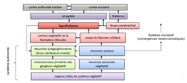 -relai supplémentaire des infos sensorielles végétatives
-envoie des projections vers l'hypothalamus, l'amygdale et le thalamus