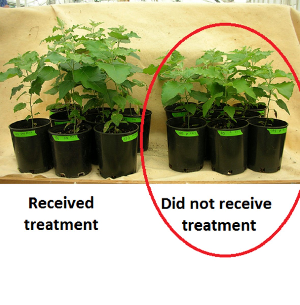 <p>Subjects who do not receive special treatment given to the experimental group</p>