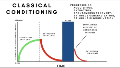 <ul><li><p>Acquisition</p></li><li><p>Extinction</p></li><li><p>Spontaneous recovery</p></li><li><p>Stimulus generalisation</p></li></ul><p></p>