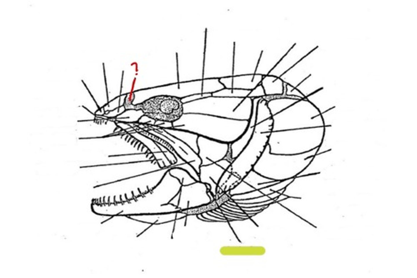 <p>What bone is this</p>
