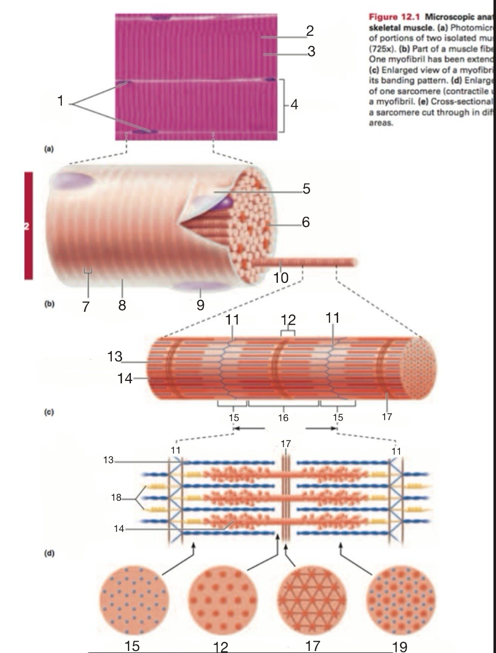 <p>Thick Filament</p>
