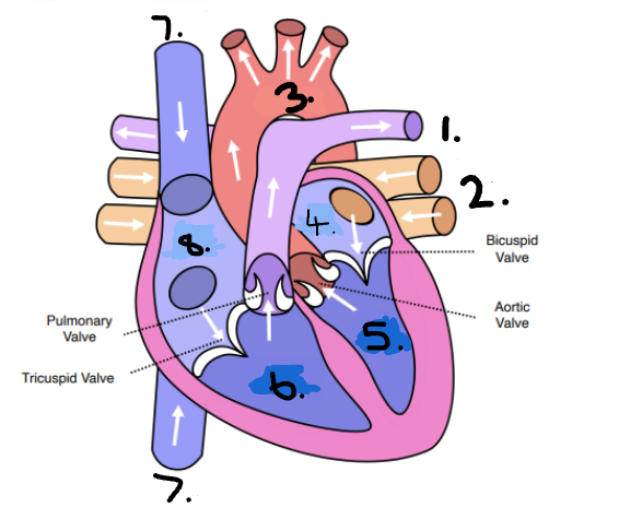 <p>Identify the numbers on the heart.</p>