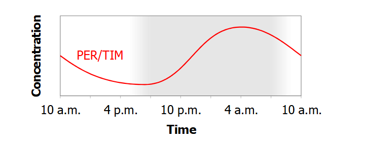 <p>per (period) on the X chromosome has a 24 hour cycle:</p><ul><li><p>transcribed at night → per mRNA peaks at 10 pm → protein product PER peaks 6 hours later (4 am) → PER represses transcription of per</p></li><li><p>Together, per and PER form a transcription-translation feedback loop, or TTFL</p></li></ul><p>tim (timeless) behaves similarly:</p><ul><li><p>transcribed at night → TIM protein peaks later in the day → TIM + PER dimerize to form PER/TIM → represses transcription of both per and tim → at 4 am, per and tim mRNA expression low → no new PER/TIM made → PER/TIM levels drop → per and tim transcription no longer repressed → per and tim transcription restarts → cycle repeats.</p></li></ul><p>if PER or TIM is absent → the TTFL is broken → no oscillation → no functional circadian rhythm.</p><p></p>