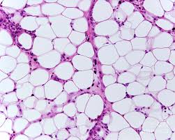 <p>A type of connective tissue that stores fat, providing insulation and cushioning to the body, as well as serving as an energy reserve.</p>