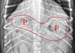 <ul><li><p><strong>axis runs parallel to ribs or perpendicular to spine</strong></p></li><li><p><strong><u>Lateral:</u> </strong>fundus on top</p></li><li><p><strong><u>VD:</u> </strong>fundus on left, pylorus on right</p></li><li><p>artifactually pyloric mass</p></li><li><p><strong>5 distinct layers</strong></p></li><li><p><strong>3-5mm thick, 5 waves/minute</strong></p></li></ul><p></p>