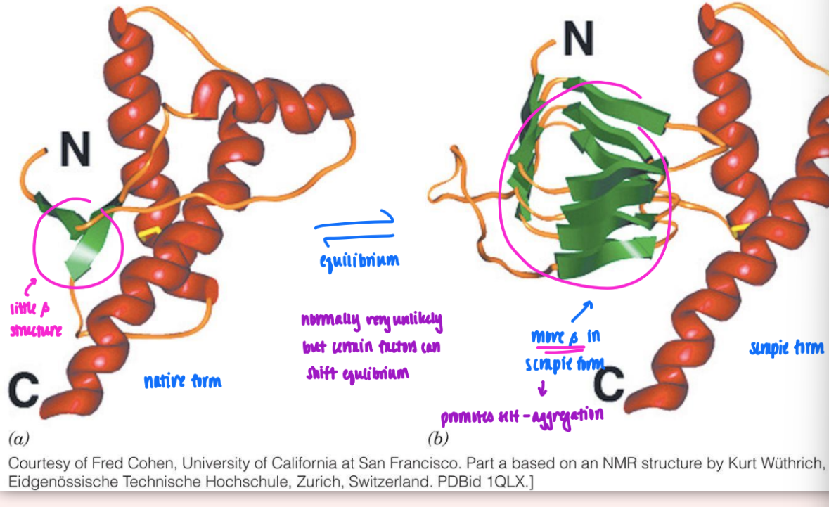 <ul><li><p>fibrils consist mainly of beta sheets whose beta strands are perpendicular to fibril axis</p></li><li><p>folded native → converted to amyloid</p><ul><li><p>more&nbsp;beta found = self-association</p></li><li><p>extensive network of beta (that’s not allowed in native)</p></li></ul></li><li><p>self-association triggered by increased beta in amyloid form</p></li></ul><p></p>